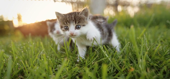 استوک فوتیج بچه گربه